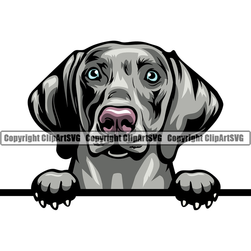 Weimaraner Dog Color Head Design Element Puppy K-9 K9 Animal Portrait Doggy Smile Face Cute Body Pup Purebred Pedigree Canine Vector Clipart SVG
