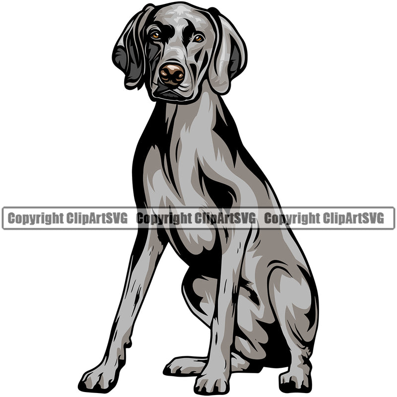 Weimaraner Dog Sitting Color Head Design Element Puppy Pup Purebred Pedigree Canine K-9 K9 Animal Portrait Doggy Smile Face Cute Body Vector Clipart SVG