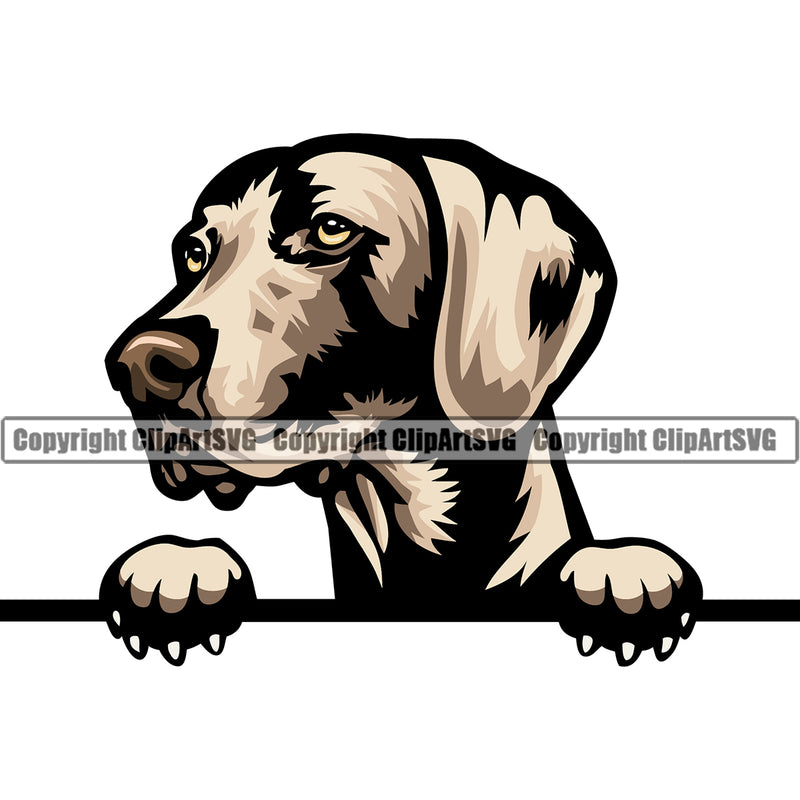 Weimaraner Dog Peeking Color Design Element Pedigree Canine K-9 K9 Animal Portrait Doggy Smile Face Cute Body Puppy Pup Head Purebred Vector Clipart SVG