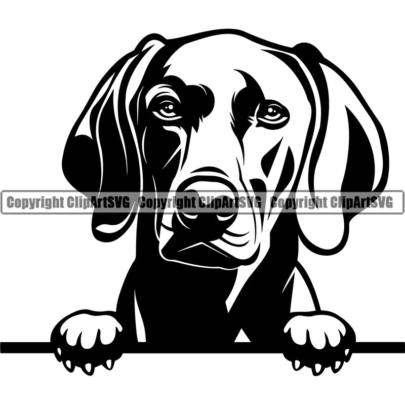 Weimaraner Dog Peeking Design Element Pedigree Canine K-9 K9 Animal Portrait Doggy Smile Face Cute Body Vector Puppy Pup Head Purebred Clipart SVG