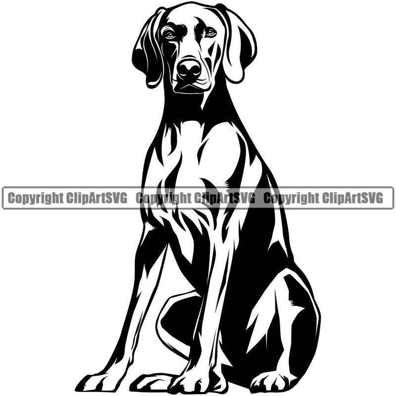 Weimaraner Sitting Dog Design Element Puppy Pup Head Purebred Pedigree Canine K-9 K9 Animal Portrait Doggy Smile Face Cute Body Vector Clipart SVG