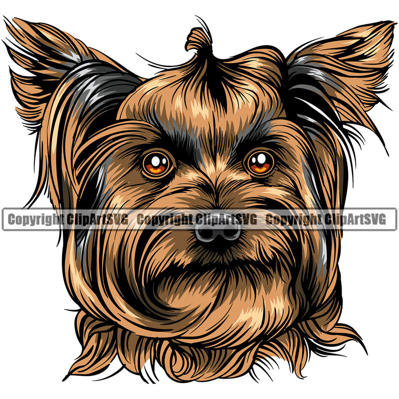 Yorkie Cute Face Dog Brown Color Design Element Puppy Pup Head Purebred Pedigree Canine K-9 K9 Animal Portrait Doggy Smile Body Vector Clipart SVG