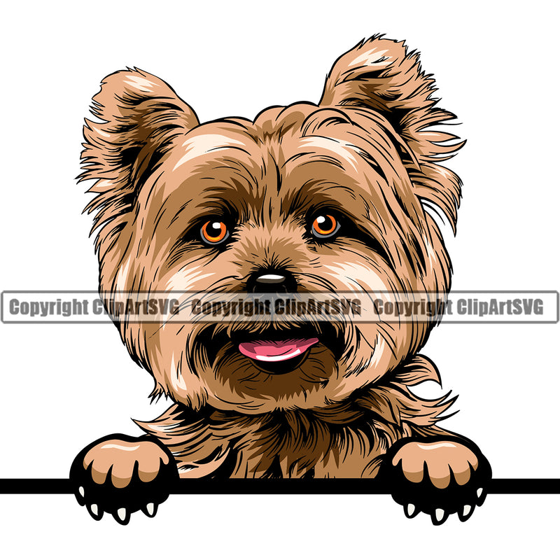 Yorkie Dog Peeking Color Design Element Doggy Smile Face Cute Body Puppy Pup Purebred Pedigree Canine K-9 K9 Animal Portrait Vector Clipart SVG