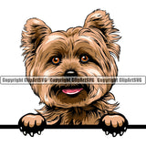 Yorkie Dog Peeking Color Design Element Doggy Smile Face Cute Body Puppy Pup Purebred Pedigree Canine K-9 K9 Animal Portrait Vector Clipart SVG