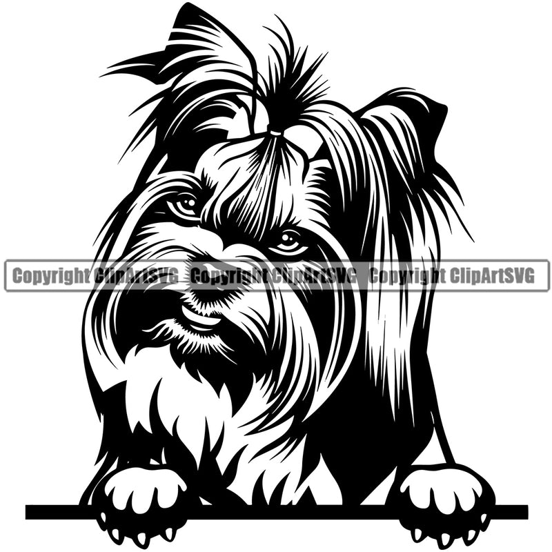 Yorkie Dog Peeking Design Element Puppy Pup Head Purebred Pedigree Canine K-9 K9 Animal Portrait Doggy angry Face Cute Body Vector Clipart SVG