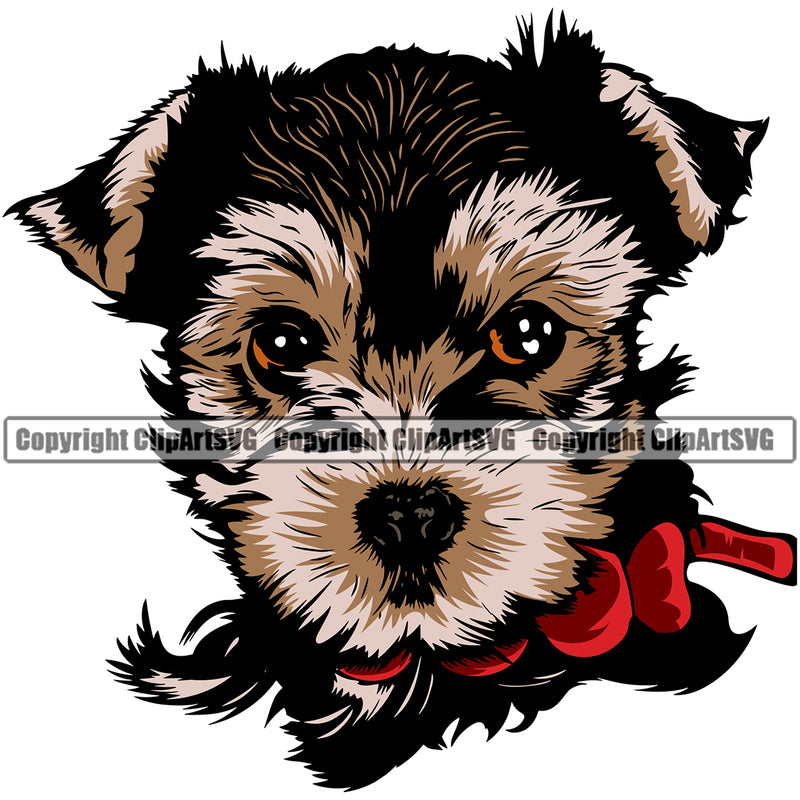 Yorkie Dog Color Head With Collar Design Element Puppy Purebred Pedigree Canine K-9 K9 Animal Portrait Doggy Smile Face Cute Body Vector Clipart SVG