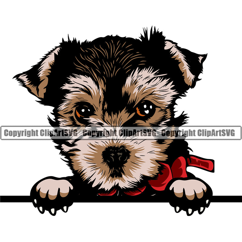 Yorkie Dog Peeking Design Element Color Head Puppy Pup Purebred Pedigree Canine K-9 K9 Animal Portrait Doggy Smile Face Cute Body Vector Clipart SVG