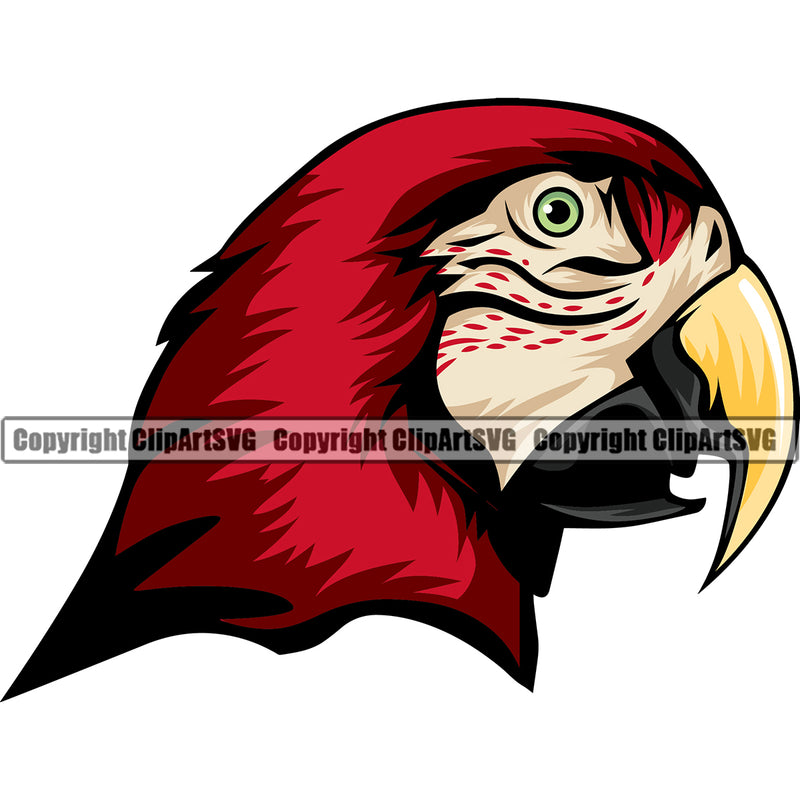 Parrot Parrots Pet Bird Wildlife Parrot Topical Domestic Feathers Parakeet Cockatoo Perch Red Symbol Clipart SVG