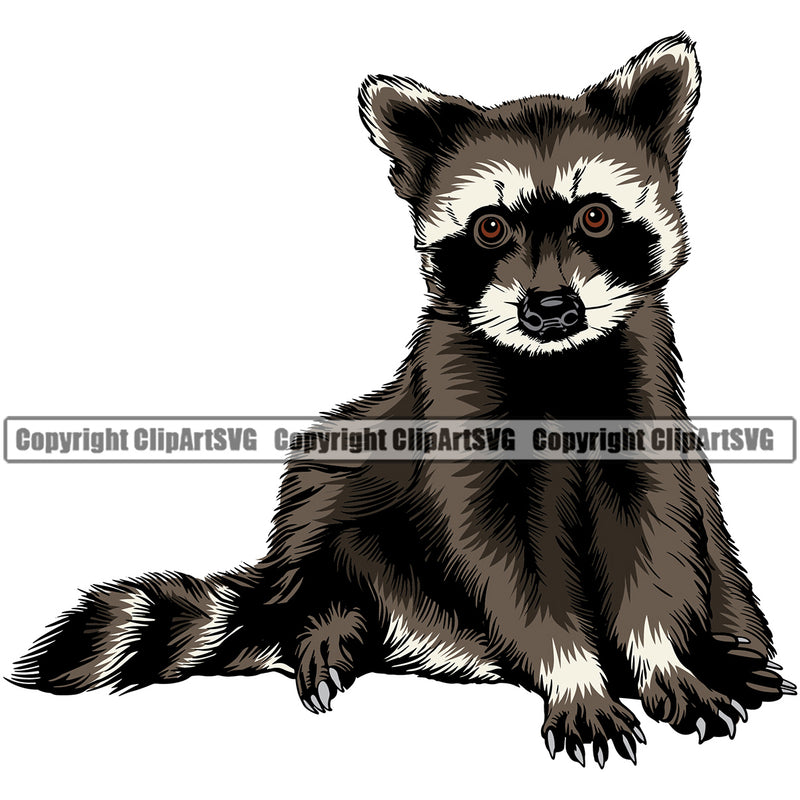 Raccoon Mascot School Team Animal Raccoons Head Face eSport Game Emblem Sign Badge Icon Label Text Design Color Full Logo Clipart SVG