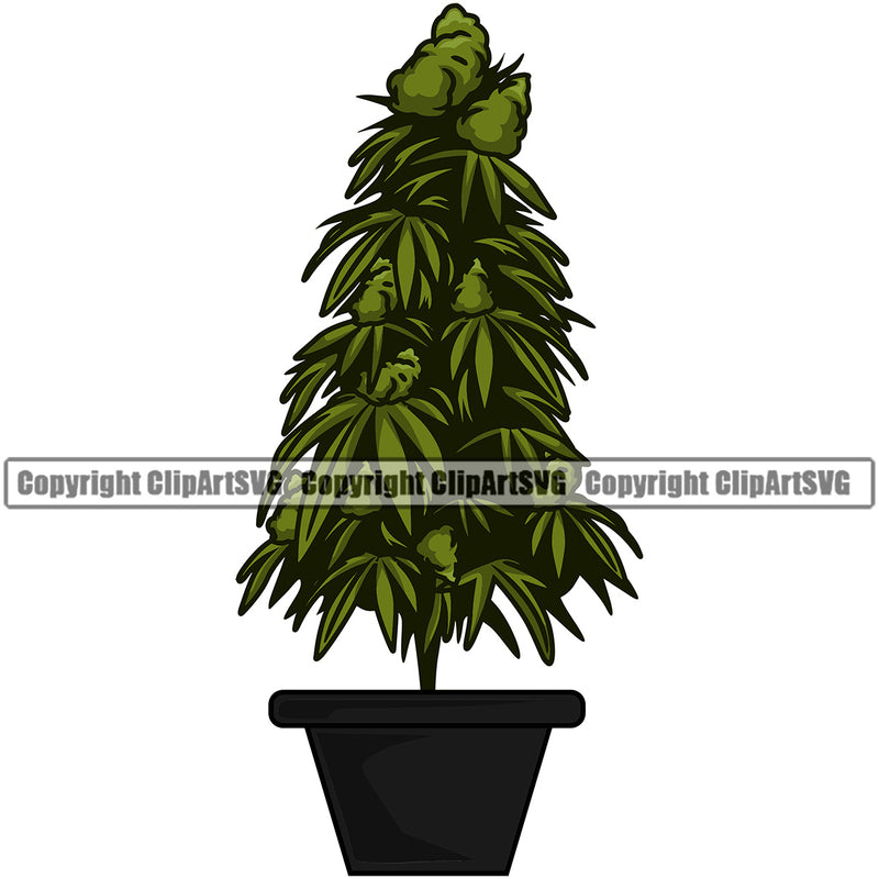 Marijuana Plant On Tob Leaf Design Element Legalize Pot Organic Leaf Medical Medicine Health Herb Plant Cannabis Hemp Drug Grass Weed THC Legal Art Logo Clipart SVG