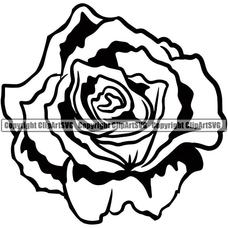 Nature Flower Rose Vector Artwork Design Element Floral Plant Leaf Garden Gardener Blossom Bouquet Bloom Flora Rose Stem Botany Logo Clipart SVG
