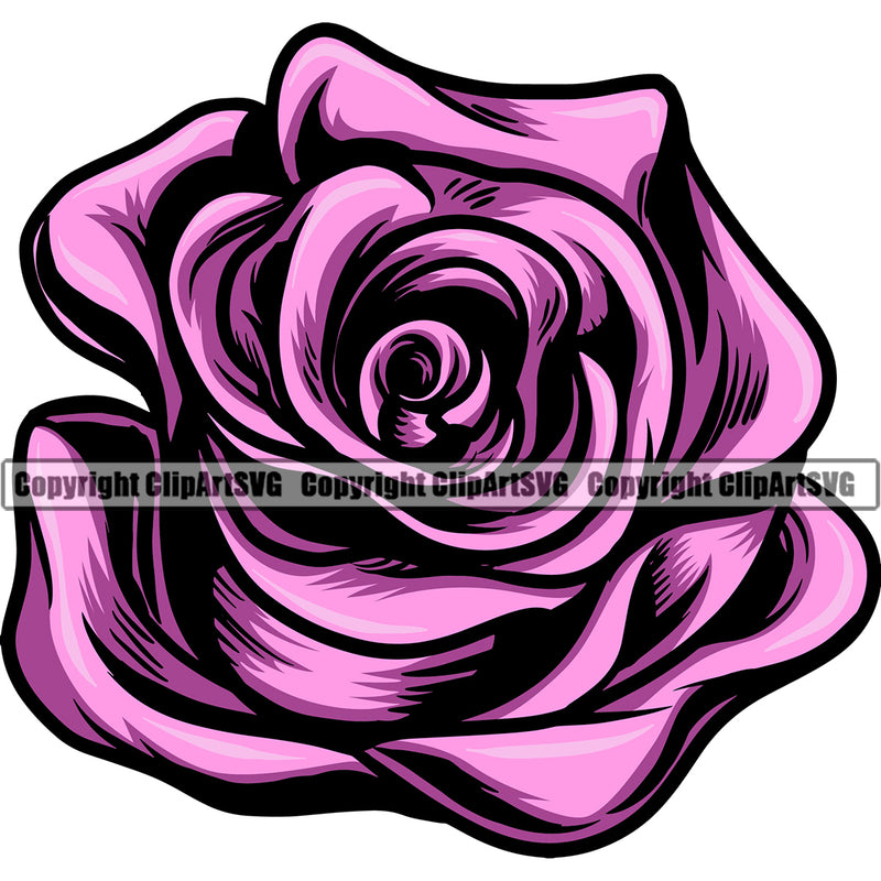 Nature Flower Rose Pink Color Design Element Floral Plant Leaf Garden Gardener Blossom Bouquet Bloom Flora Rose Stem Botany Logo Clipart SVG