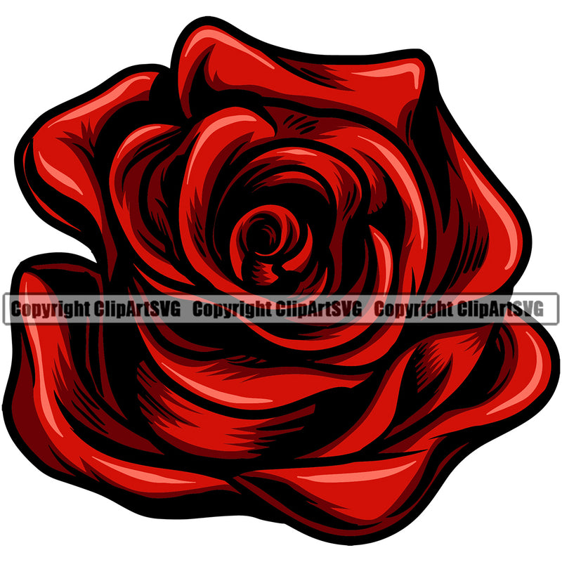 Nature Flower Red Color White Background Design Element Floral Plant Leaf Garden Gardener Blossom Bouquet Bloom Flora Rose Stem Botany Logo Clipart SVG