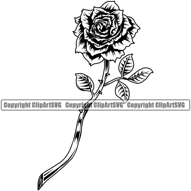 Nature Flower Rose Design Element White Background Floral Plant Leaf Garden Gardener Blossom Bouquet Bloom Flora Rose Stem Botany Logo Clipart SVG