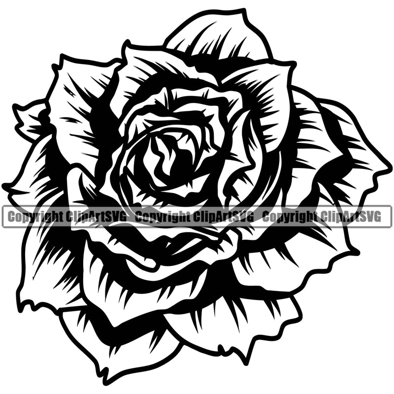 Nature Flower Rose Petal Vector Design Element White Background Floral Plant Leaf Garden Gardener Blossom Bouquet Bloom Flora Rose Stem Botany Logo Clipart SVG