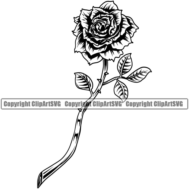 Nature Flower Rose Stem Petal White Background Design Element Floral Plant Leaf Garden Gardener Blossom Bouquet Bloom Flora Rose Stem Botany Logo Clipart SVG