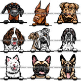 100 DOG BREEDS PEEKING Color Designs Volume 01 BUNDLE OF THE CENTURY RETAIL PRICE $300.00!