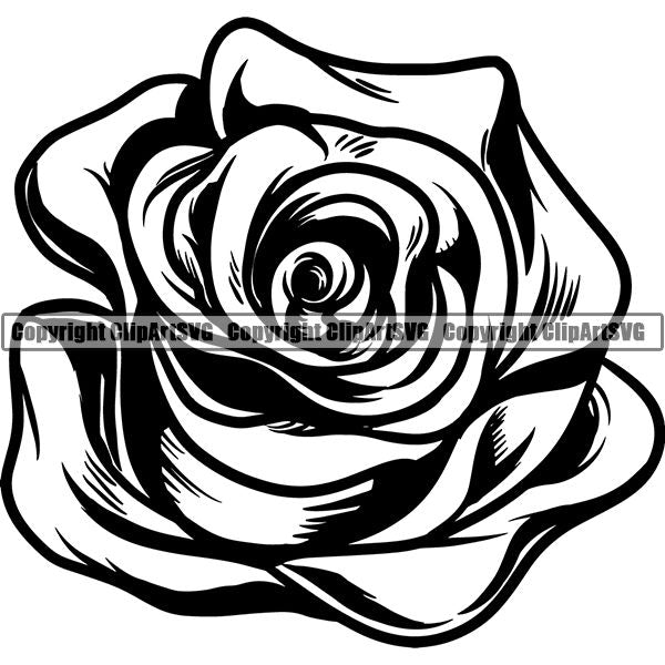 Nature Flower Rose 8iikk9ba.jpg