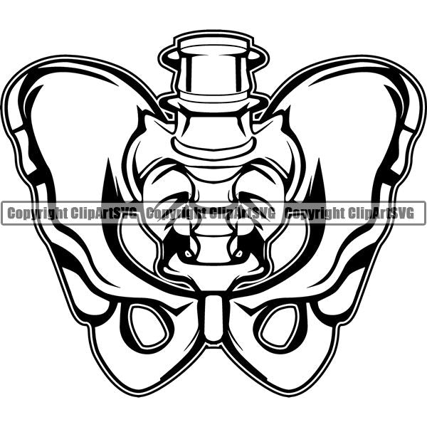 Occupation Teacher Biology Pelvis 5tgg6.jpg