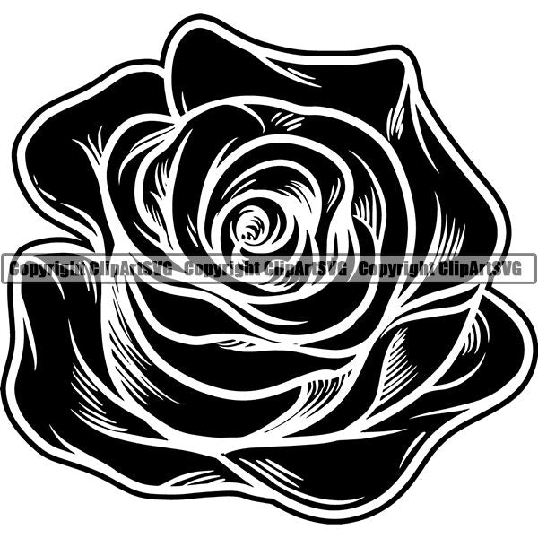 Nature Flower Rose jnn6s.jpg