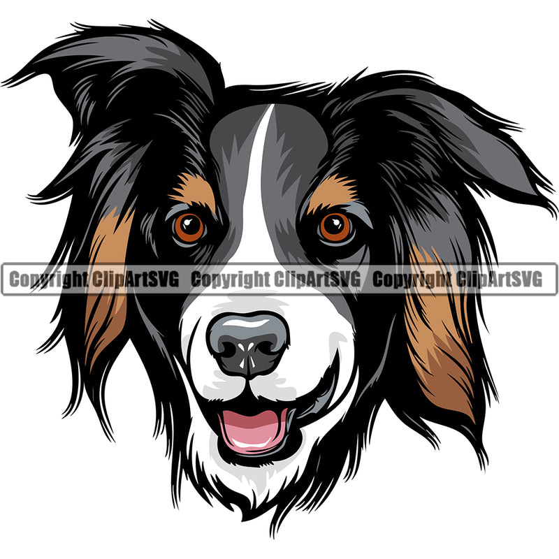 Australian Shepherd Dog Breed Head Color Peeking ClipArt SVG