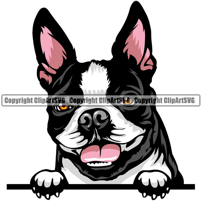 Boston Terrier Peeking Dog Breed ClipArt SVG