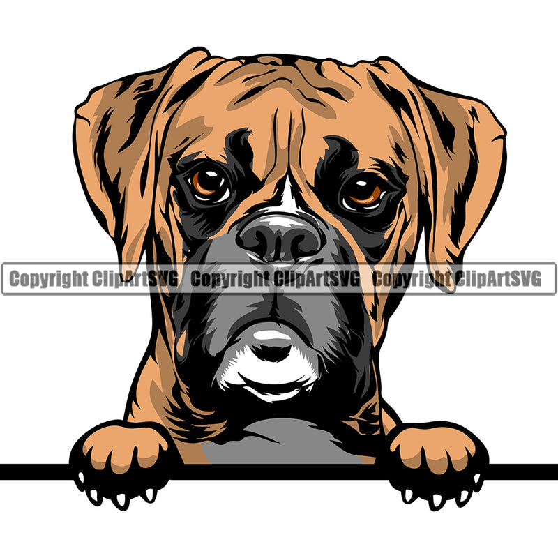 Boxer Dog Breed Peeking Color ClipArt SVG
