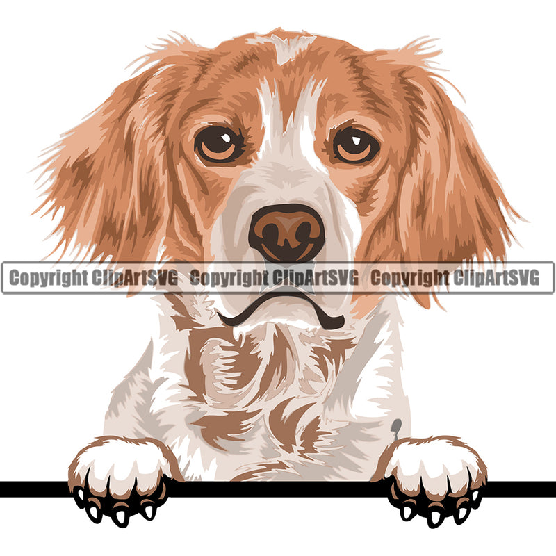 Brittany Spaniel Peeking Dog Breed ClipArt SVG