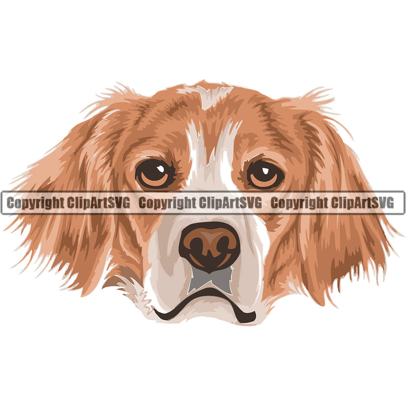 Brittany Spaniel Breed Head Face ClipArt SVG