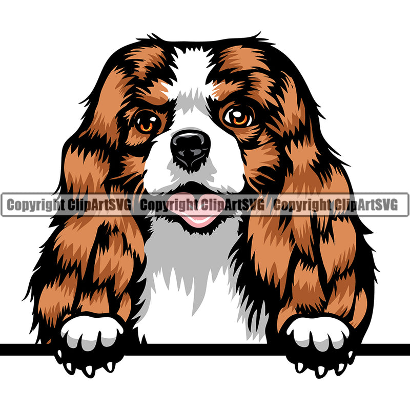 Cavalier King Charles Spaniel Dog Breed Peeking Color ClipArt SVG