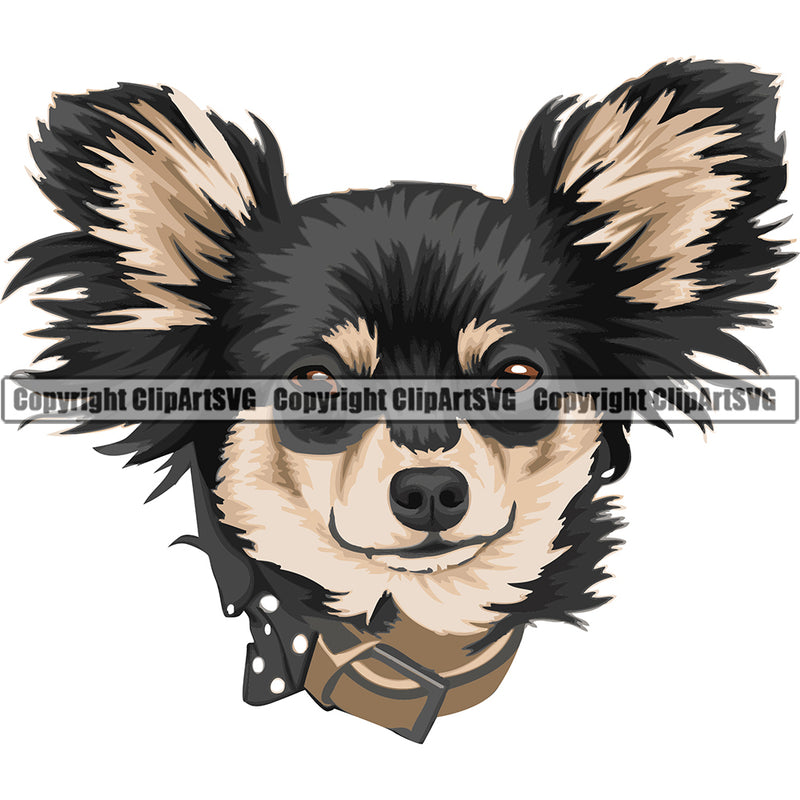 Chihuahua Dog Breed Head Color ClipArt SVG