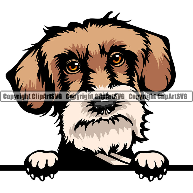 Dachshund Dog Breed Peeking Color ClipArt SVG