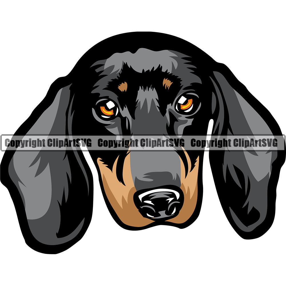 Dachshund Dog Breed Head Color ClipArt SVG