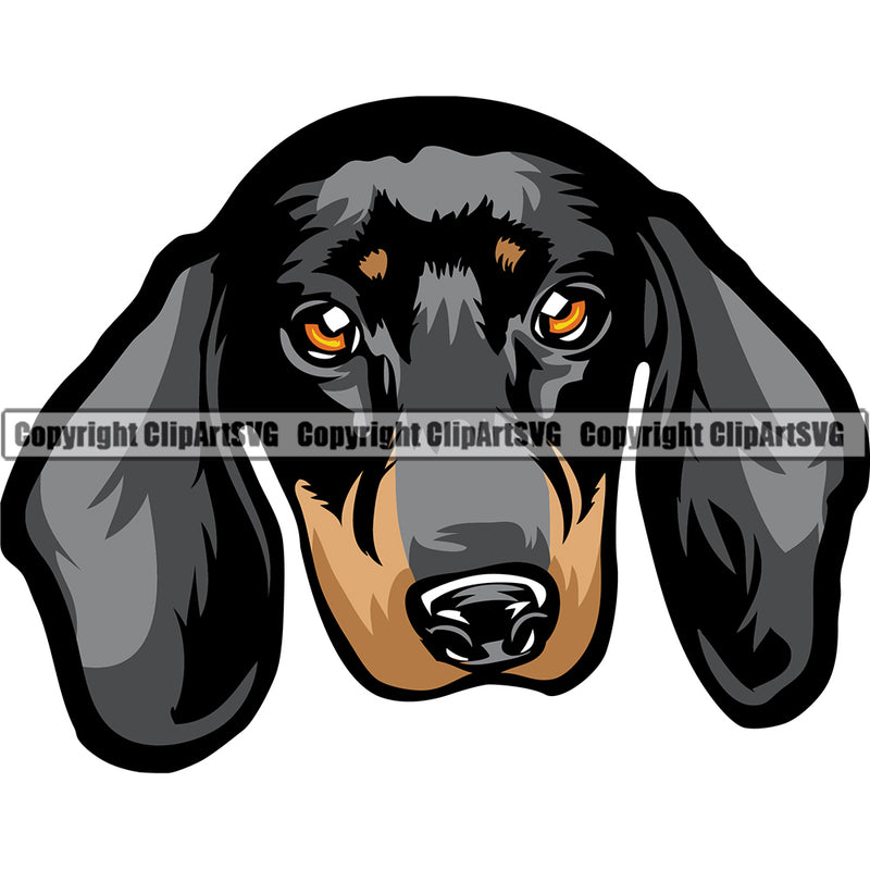 Dachshund Dog Breed Head Color ClipArt SVG