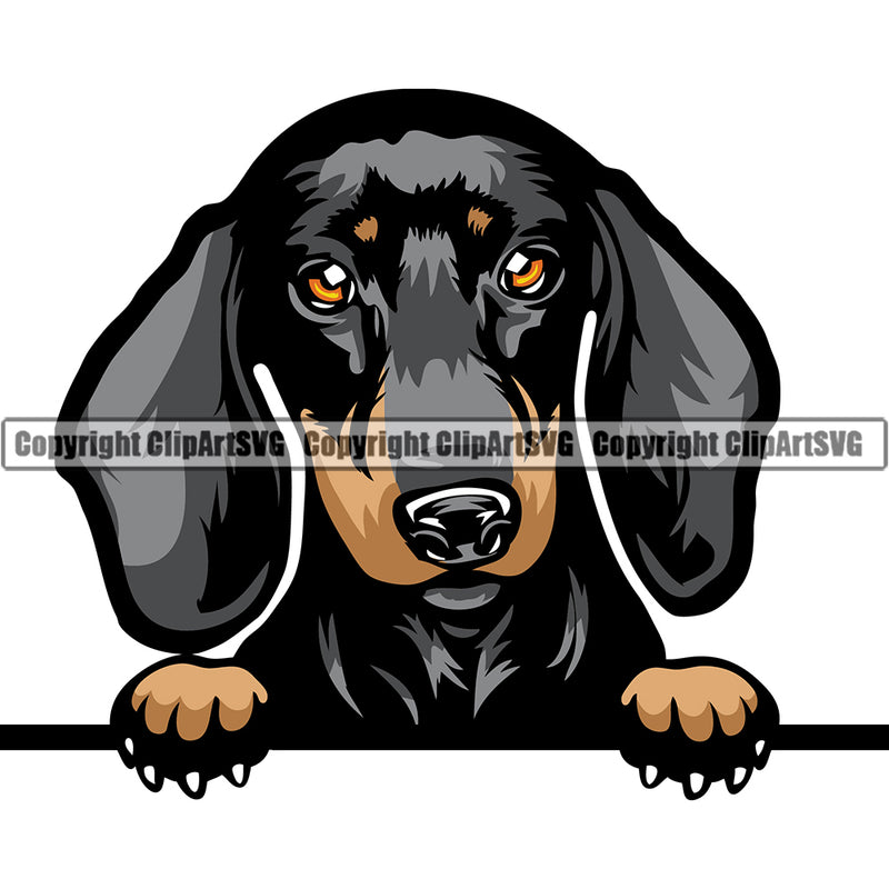 Dachshund Dog Breed Peeking Color ClipArt SVG