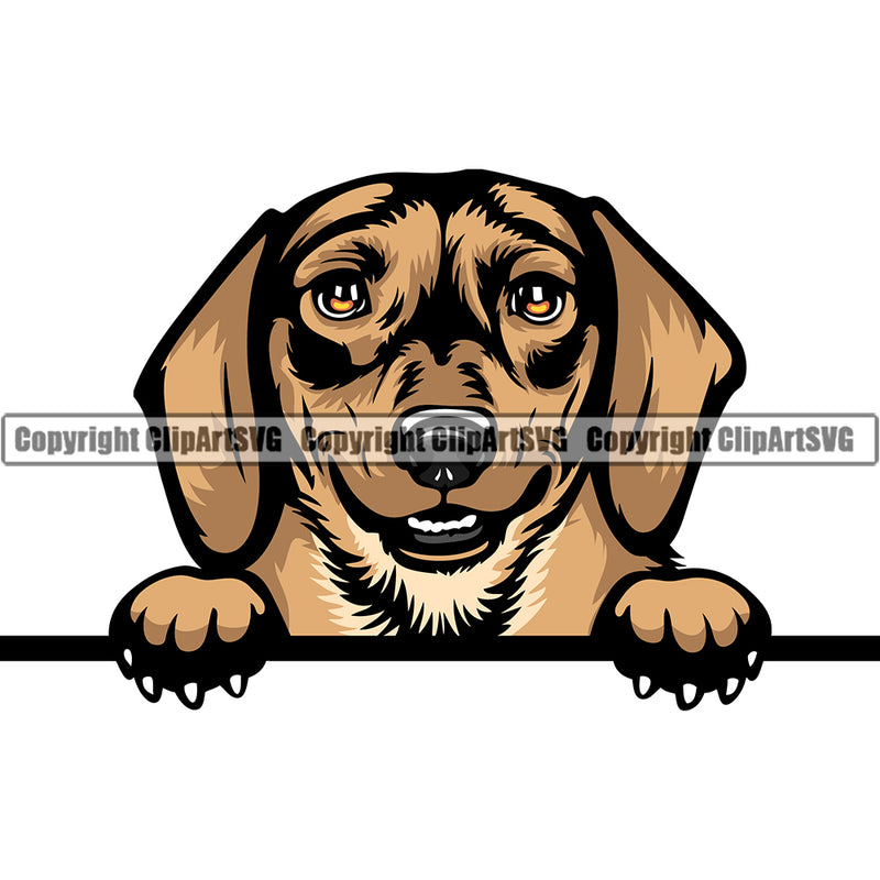 Dachshund Dog Breed Peeking Color ClipArt SVG