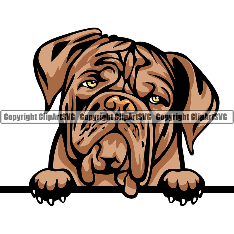 Dog Douge De Bordeaux Breed Head Color Peeking ClipArt SVG