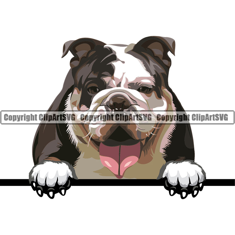 English Bulldog Dog Breed Peeking Color ClipArt SVG
