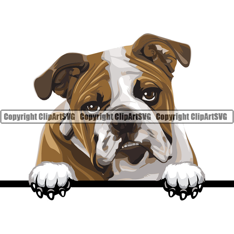 English Bulldog Dog Breed Head Face Peeking ClipArt SVG