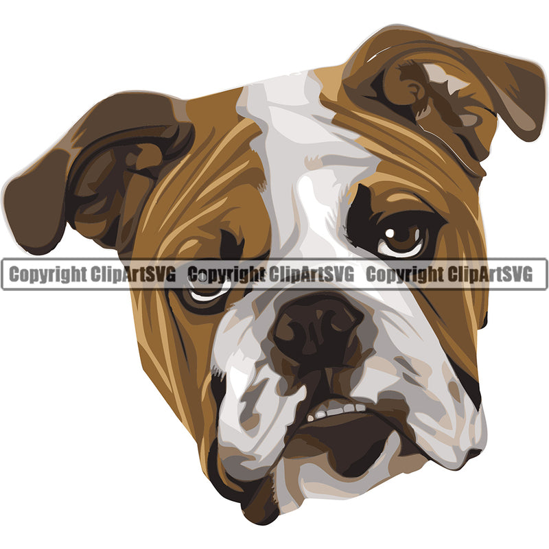 English Bulldog Dog Breed Head Color ClipArt SVG