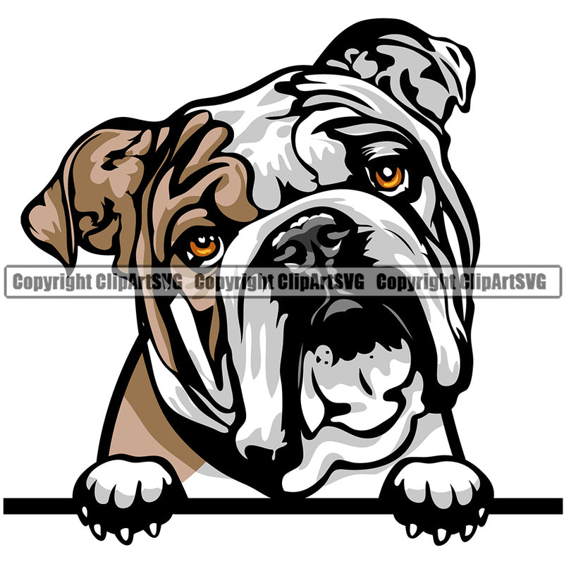 English Bulldog Dog Breed Peeking Color ClipArt SVG