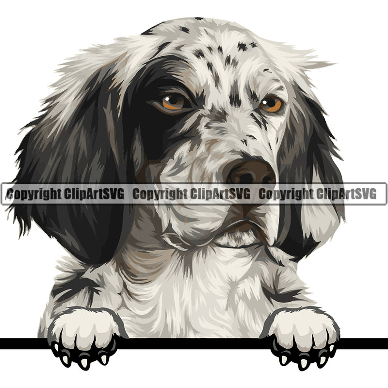 English Setter Dog Breed Peeking Color ClipArt SVG