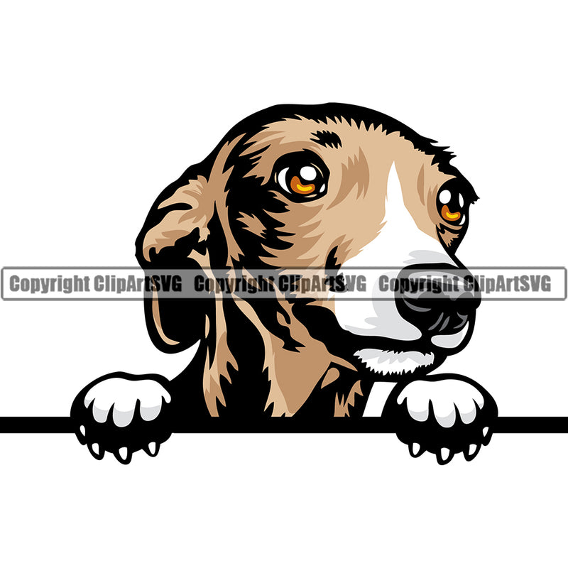 Greyhound Italian Peeking Dog Breed ClipArt SVG