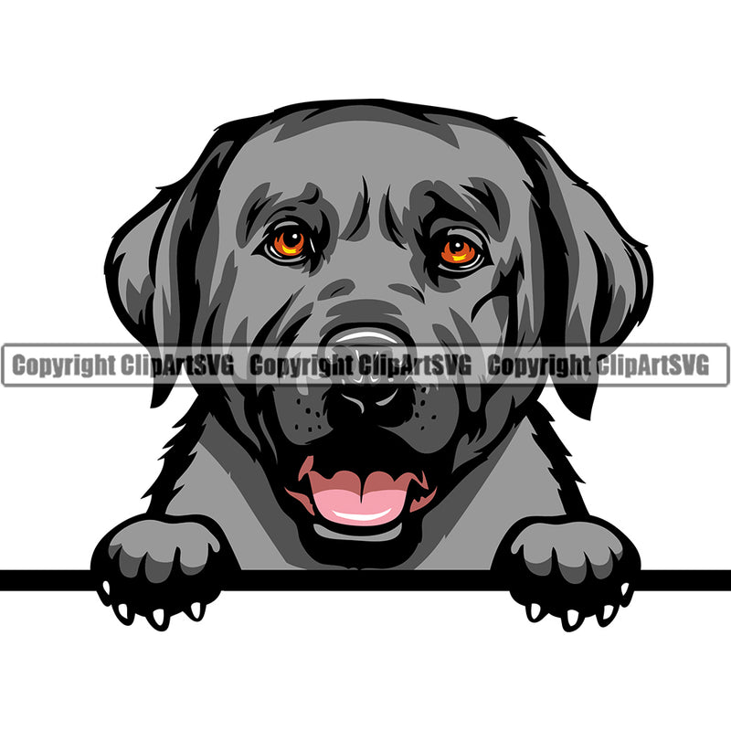 Labrador Retriever Dog Breed Peeking Color ClipArt SVG