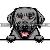 Labrador Retriever Dog Breed Peeking Color ClipArt SVG