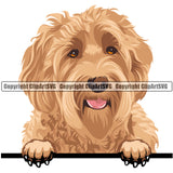 Labradoodle Dog Breed Head Face ClipArt SVG