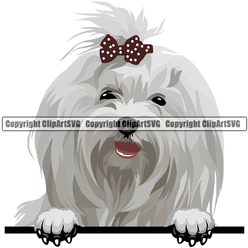 Maltese Peeking Dog Breed ClipArt SVG