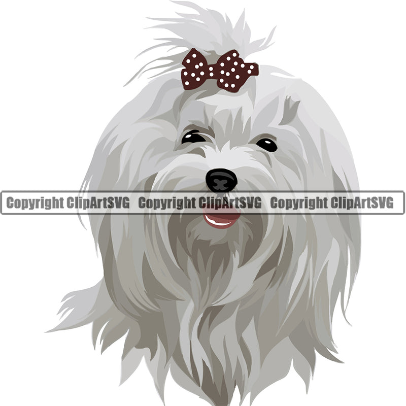 Maltese Dog Breed Head Face ClipArt SVG