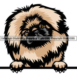 Pekingese Dog Breed Peeking Color ClipArt SVG