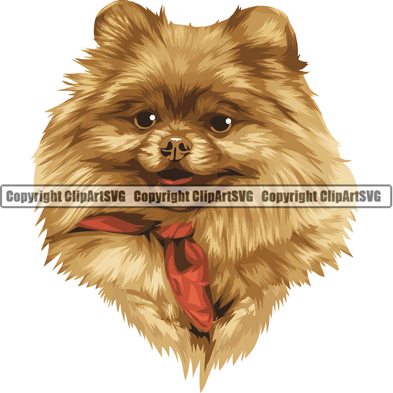 Pomeranian Dog Breed Head Color ClipArt SVG